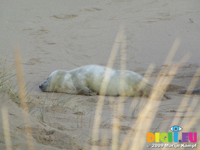 SX11286 Cute Cute Grey or atlantic seal pup on beach (Halichoerus grypsus)